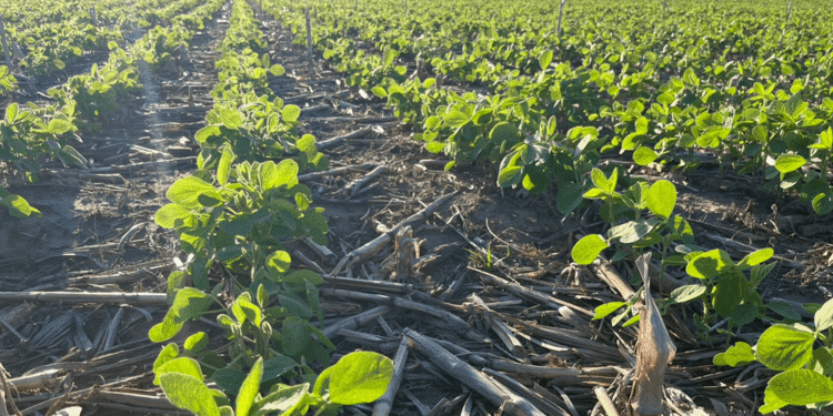 El clima acompaña: Alivio hídrico en la Zona Núcleo tras la ola de calor.