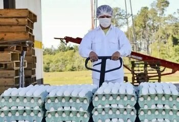 Argentina Agota en 15 Días la Cuota de Exportación de Huevos a la Unión Europea