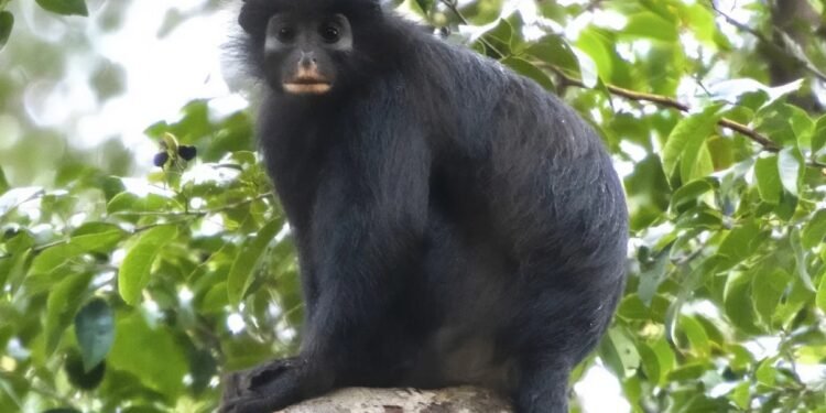 Descubren una nueva especie de mono con labios naranjas
