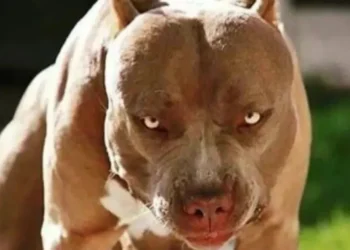 Tragedia en Córdoba: falleció un niño de tres años tras ser atacado por un pitbull
