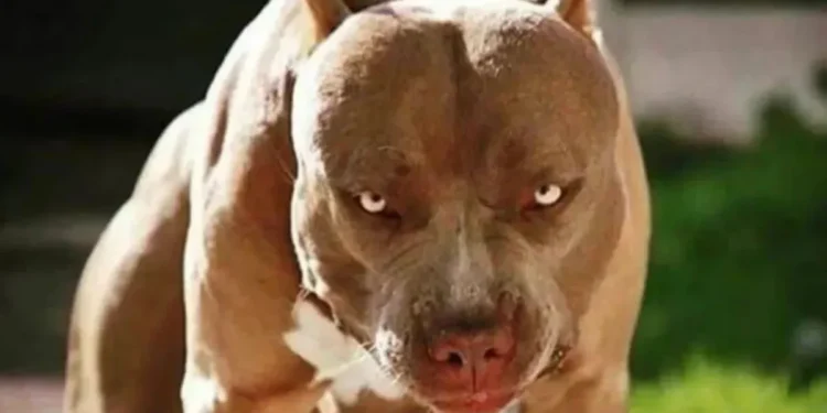 Tragedia en Córdoba: falleció un niño de tres años tras ser atacado por un pitbull