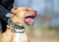 Una profunda despedida a Salvador, el niño de tres años fallecido tras un ataque de pitbull en Córdoba