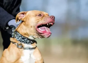 Una profunda despedida a Salvador, el niño de tres años fallecido tras un ataque de pitbull en Córdoba
