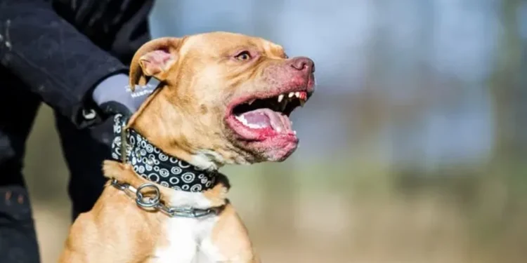 Una profunda despedida a Salvador, el niño de tres años fallecido tras un ataque de pitbull en Córdoba