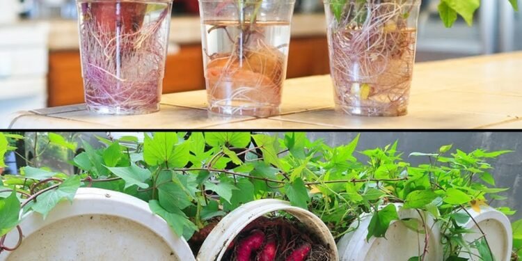Guía para cultivar batatas en macetas sin fallar: consejos de una experta en jardinería