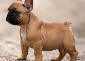 Veterinarios alertan sobre las necesidades del Bulldog Francés durante el ejercicio