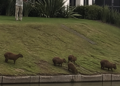 Suspicacia en Nordelta: un vecino disparó contra un grupo de carpinchos