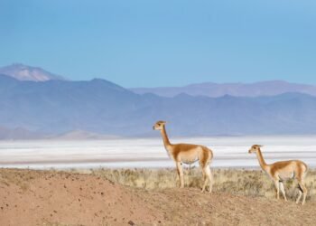 Un pueblo minero que alberga ruinas del pasado: La Casualidad y su historia