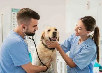 Veterinarios advierten sobre el border collie: “En un departamento sufre, los juegos no son ejercicio”