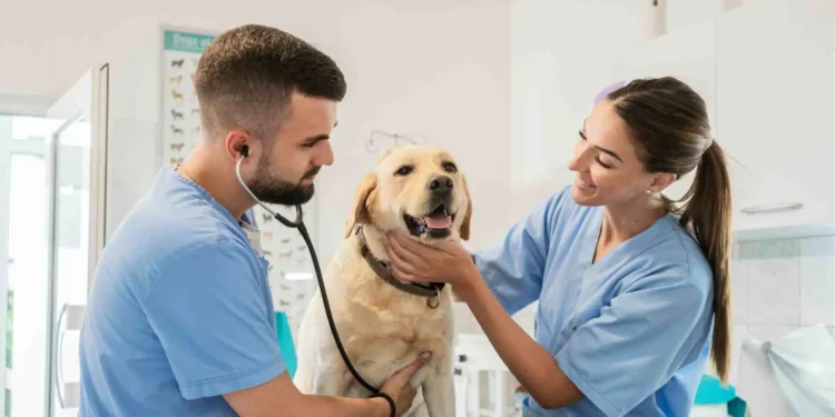 Veterinarios advierten sobre el border collie: “En un departamento sufre, los juegos no son ejercicio”